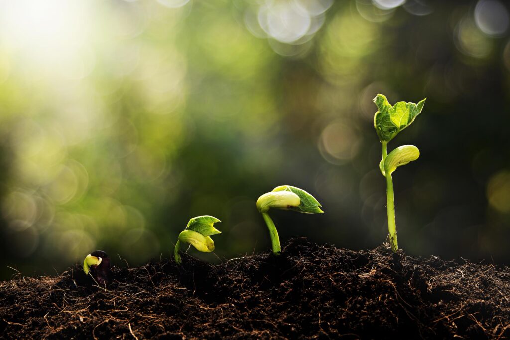 Neljä kasvavaa kasvin versoa.